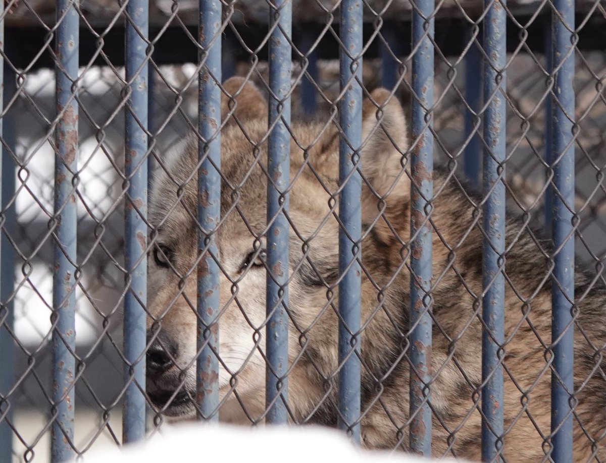 wakairini's tweet image. 久しぶりに旭山の中腹辺りまで上がって非公開エリアのかっこいいヌプリ🐺をパパラッチ😍
②の舌👅ペロはマースお母さんにそっくり🥹

あおいちゃん🐺の様子は見あたらず！次回会えマースように🤞
#ヌプリ　#会いたい狼
#Timberwolf
#シンリンオオカミ
＠旭山Zoo