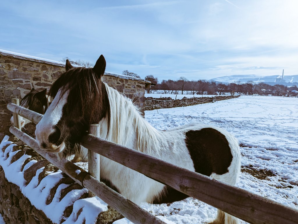 SharplesTech's tweet image. The students have made a couple of new friends 
#hiking #countryside #STEMweekend

@SharplesSchool