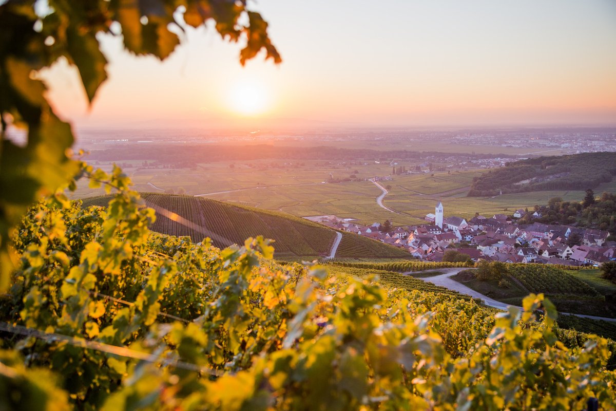 Best 10 new Alsace wines that you need to have on your buying radar – as judged by an @theIWSC panel of Colin Thorne, @ericzwiebel MS and @AnneInVino MW, narrowed down from more than 55 Rieslings, Gewurztraminers, Cremant d’Alsace and Pinot Noirs. Click the-buyer.net/tasting/wine/i…