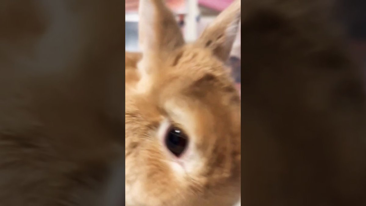 RabbitVideos's tweet image. Cute Bunny Short Video ...
 
rabbitvideos.com/90873/cute-bun…
 
#AnimalCompilation #AnimalLovers #BabyBunnies #BabyBunny #BabyRabbit #CuteBabyBunny #CuteBabyRabbit #CuteBunnies #CuteBunny #CuteBunnyShortVideoshortsshortviralyoutubeytshortstrendinganimalanimalspetpets #CuteRabbit