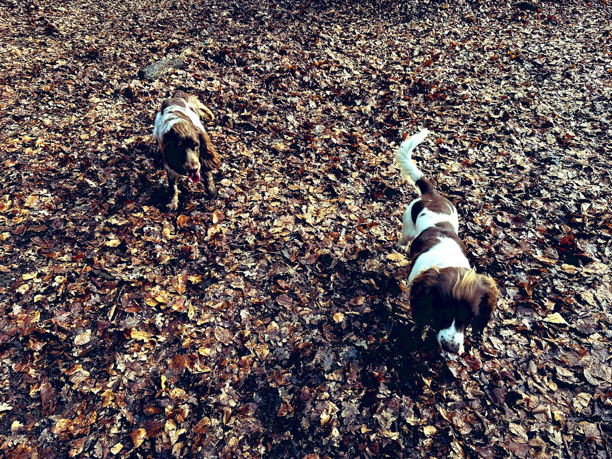 iain_w_anderson's tweet image. Today #joe + #jarvis #joejarvis practiced their ball skills with no commentary as they #StandwithGary