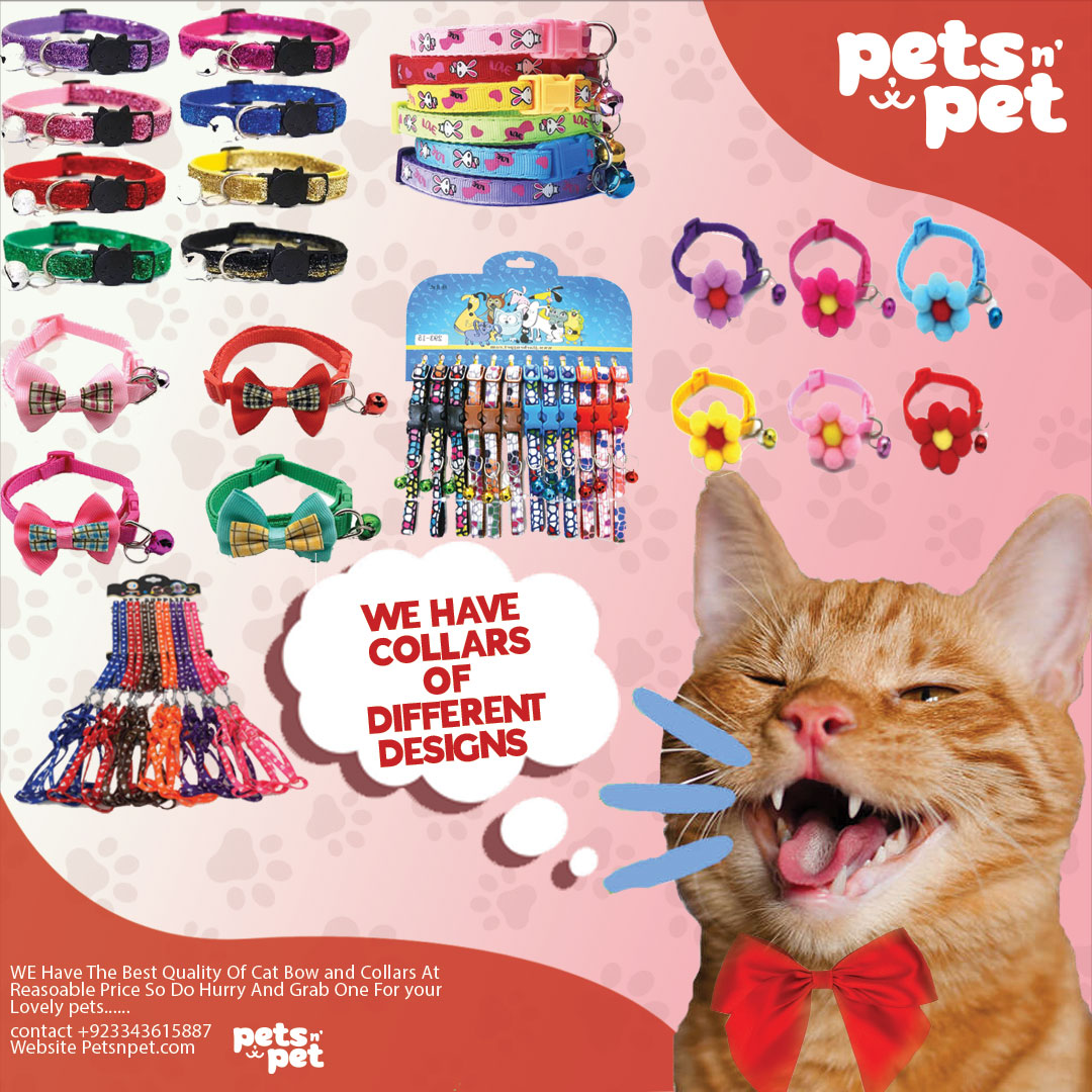Petcollars and supplies available at petsnpet 
contact 03343615887
Cash on Delivery All over pakistan 

.

.

.

.

#catfood #petsupplies #animallover #petlover #catfood #elonmusk #karachi #pakistan #onlineshopping #PSL2023  #YellowStorm
