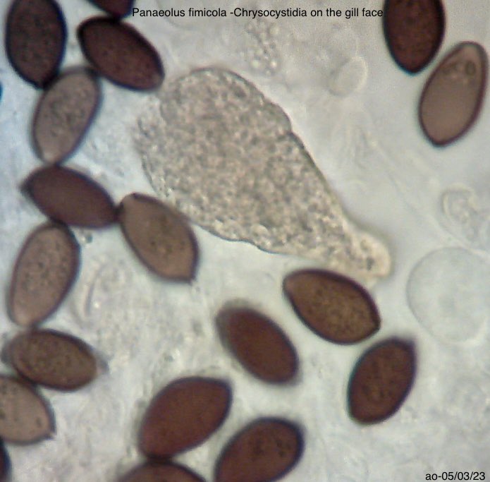Andy Overall (@fungitobewith) on Twitter photo Panaeolus fimicola (Fr.) Quél. 
Turf Mottlegill
A fairly common species, however I tend to see it most often in unimproved grasslands as opposed to the very common Panaeolina foenisecii, which occurs readily on newly laid lawns and improved grassland etc. Panaeolus fimicola (Fr.) Quél. 
Turf Mottlegill
A fairly common species, however I tend to see it most often in unimproved grasslands as opposed to the very common Panaeolina foenisecii, which occurs readily on newly laid lawns and improved grassland etc.