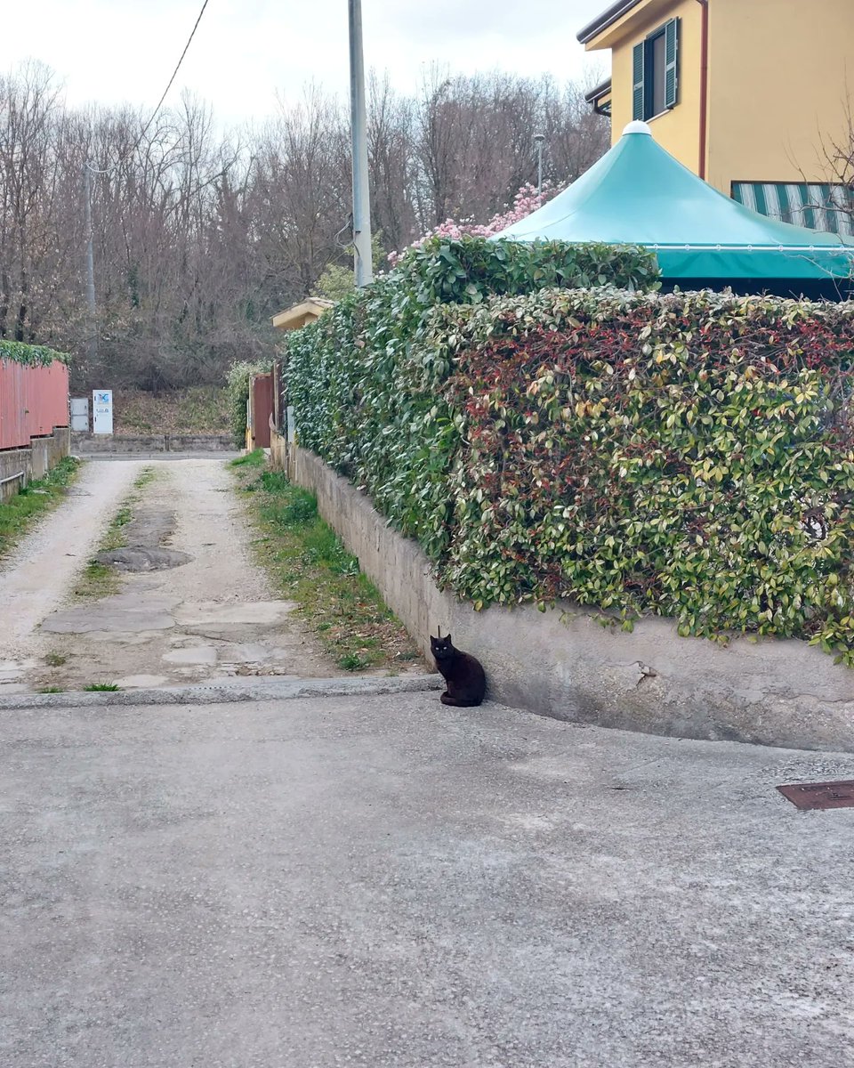 Frosinone, musica e gatti.