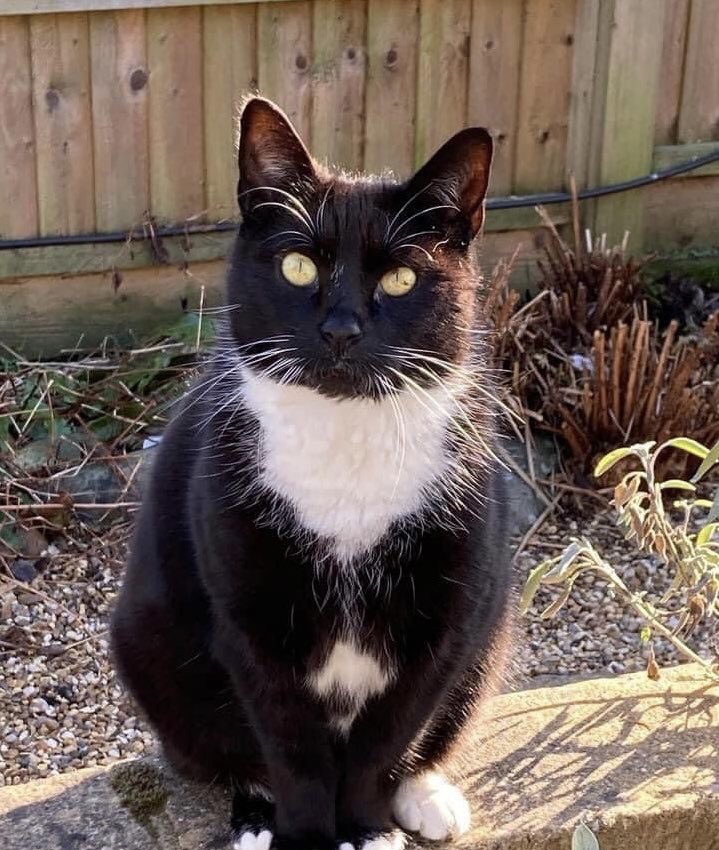 Cherwell Cats Protection 🇬🇧 on Twitter "RT CPChiltern MISSING