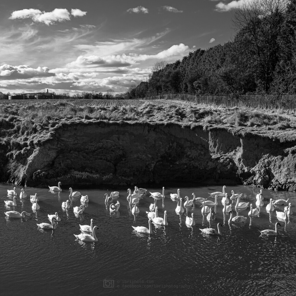 Graceful as a Swan. I think I'd be hanging around in a big flock too.

#Swan #UrbanWildlfe #NatureInToothAndClaw #Clackmannanshire #RiverDevon #BritishBirds #BlackAndWhitePhotography #BnW_creatives #Badass_BnW #BnW_Captures #BlackAndWhite_Perfection instagr.am/p/Cppbc-DoAif/