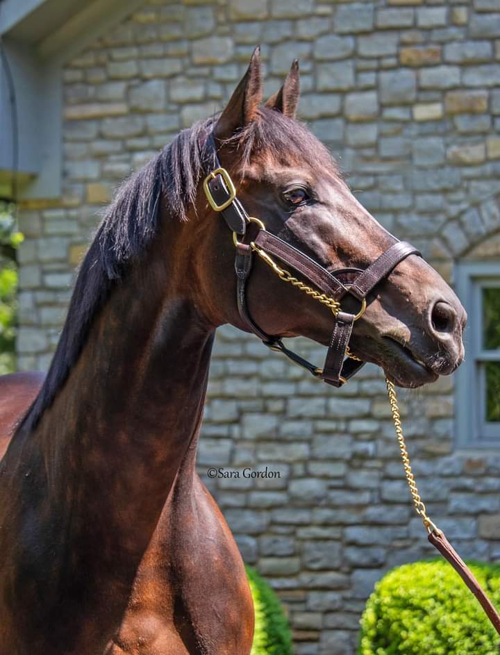 marspenny69oo's tweet image. Happy 15th birthday to #UNCLEMO, standing at Coolmore America! 👑