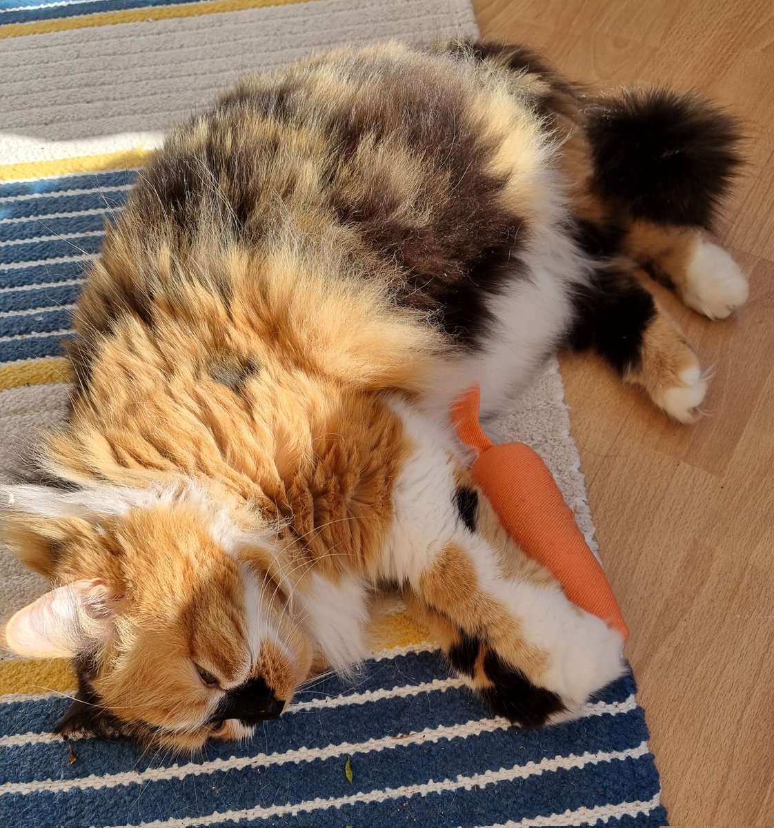 calicofloof's tweet photo. #conservatorylife 😻 https://t.co/wMzXxnh5G3
