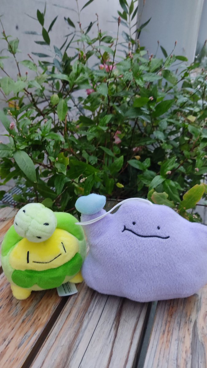 まるん (@yukiusagi_chai) on Twitter photo 