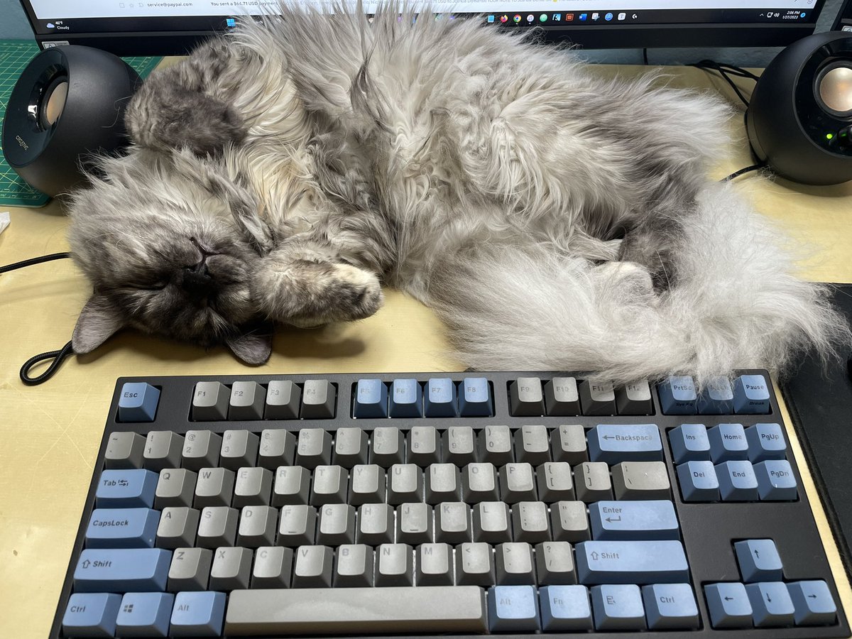@johnbattle117 Shes a fuzzy lush. I need to get my new office set up because she sleeps at the head of the keyboard. Most new LH stuff is written under her management.