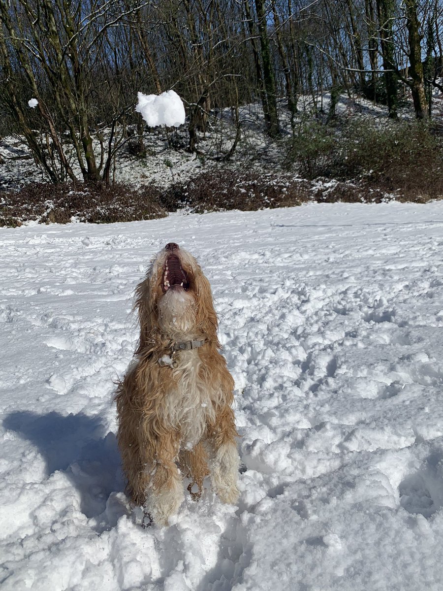 chouffester's tweet photo. #crufts2023 #crufts Roobarb may be a 14 month old cross (Tibetan terrier and springer), but she’s my best in show x https://t.co/ayWenjccXT