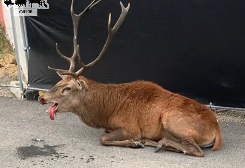 ruben_prz's tweet photo. Buenos días, menos a los miserables que disparan y persiguen animales como deporte.

Esto ocurrió en #Francia, en Ville de Compiègne, con un ciervo refugiado en una obra tras horas de persecución de cazadores. https://t.co/UWgeKJPm1o