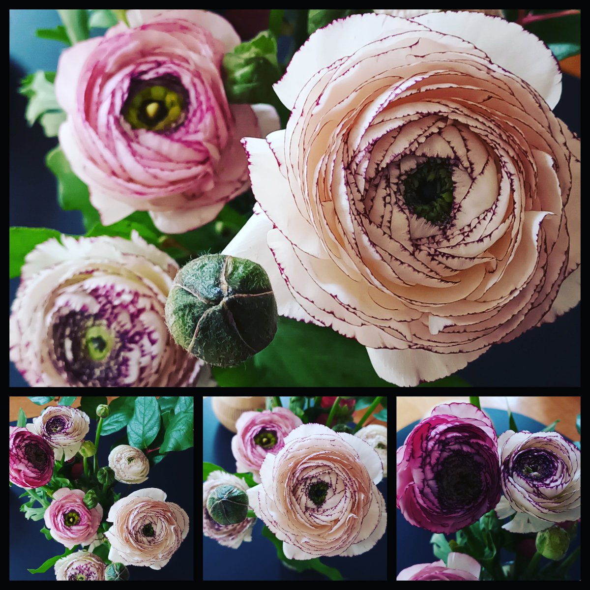 Bon week-end 🥰
#flowers #fleurs #photoscouleurs #sophieliedot #photosophieliedot #bouquet #bouquetdefleurs #bouquetofflowers #renoncules #renoncule #fleurs #bouquetdeprintemps