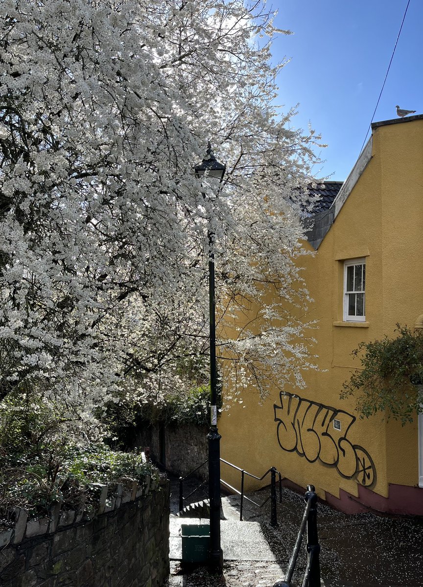 Blue sky and blossom in Bristol yesterday