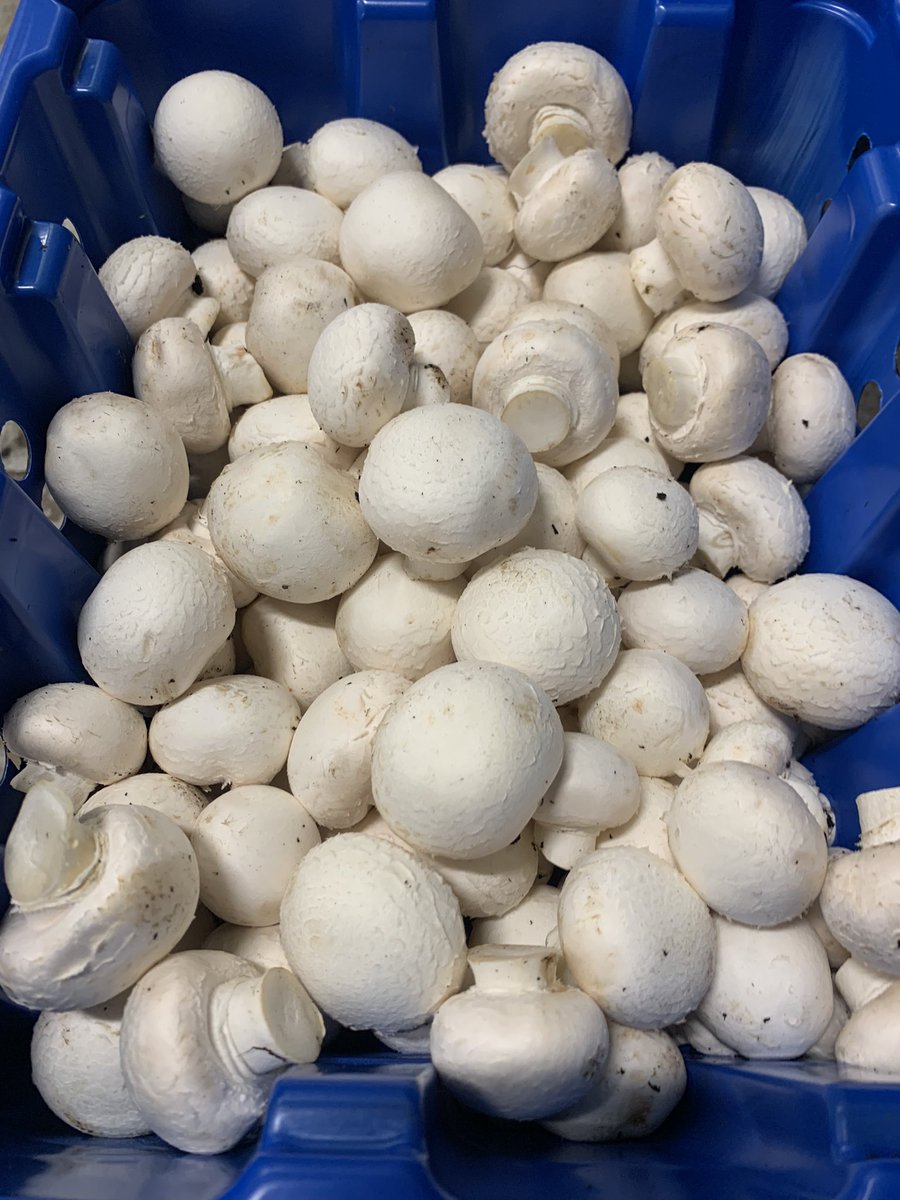 TatwsTrading's tweet image. Bore da good morning all fantastic having @llaethdyplasisa on my doorstep picking fresh stock of milk up on way to work to sell to our amazing customers #llandudno shop is open til 5pm today fully stocked with amazing fresh produce 👌👌👌👌👌