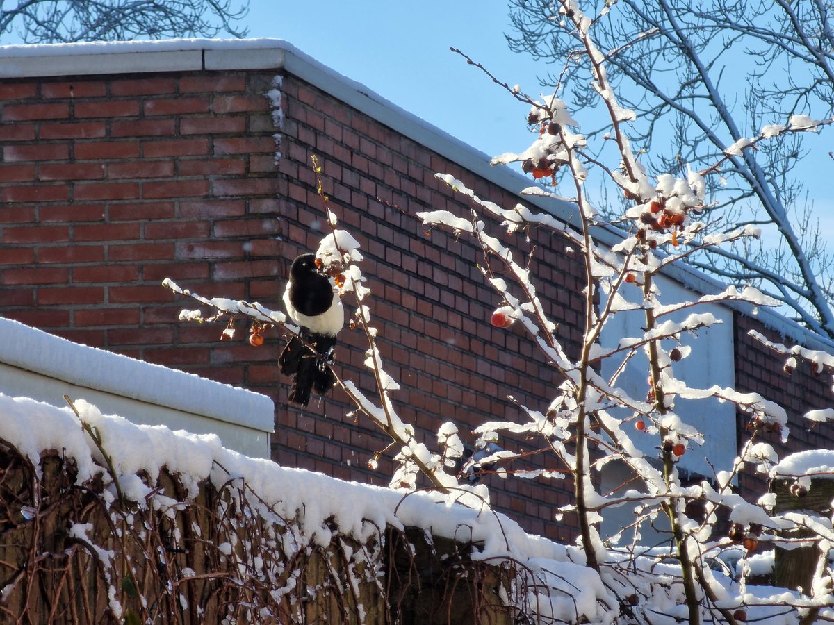 ethicistforhire's tweet photo. #DutchWinter https://t.co/TuZ6br5rzp