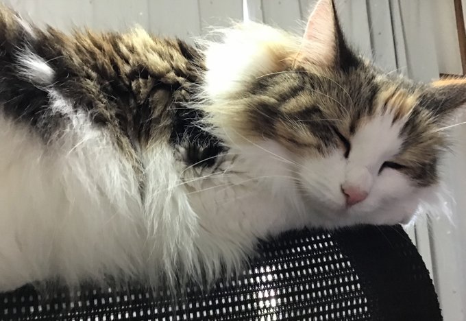 #猫の幸せ顔選手権
最近不幸続きでQOL下がってたからこれで回復する 