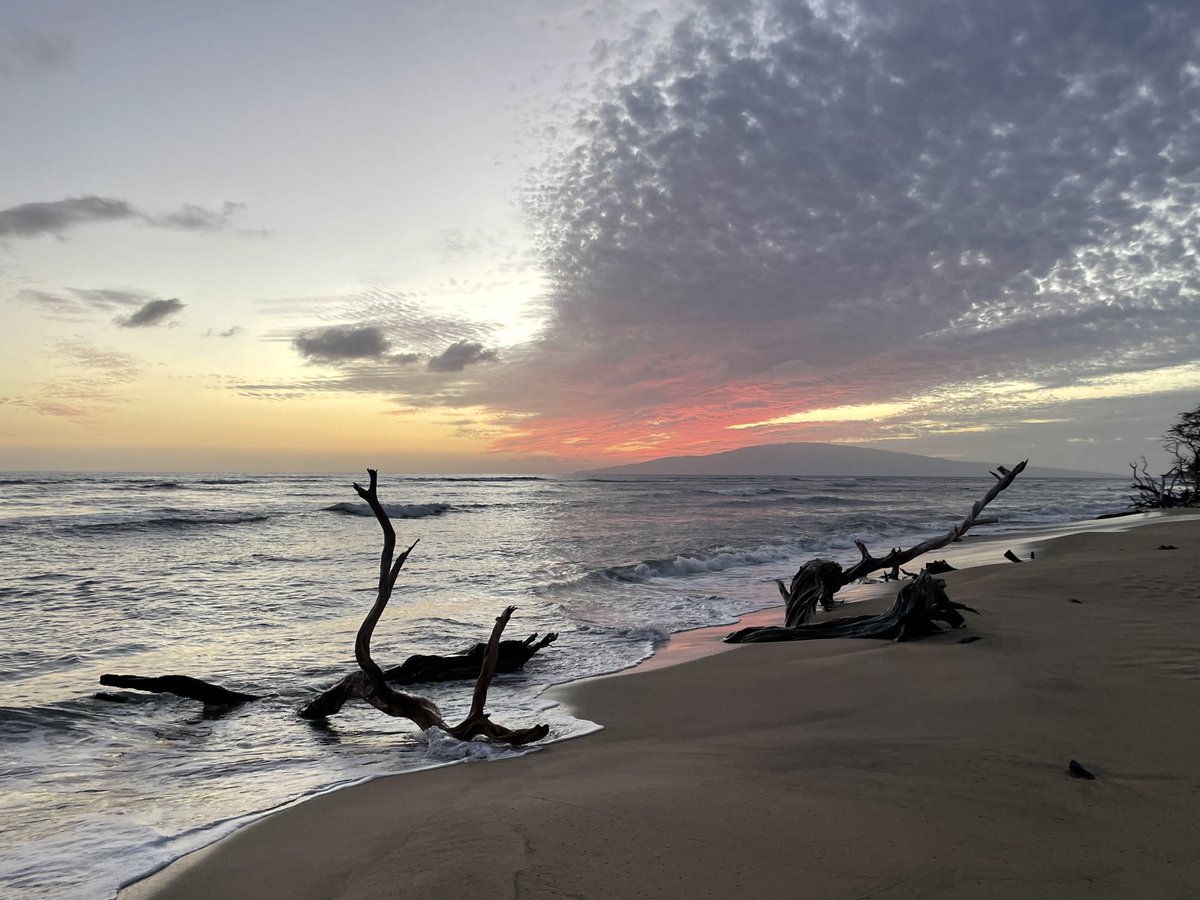 Farfel22's tweet photo. Maui https://t.co/xQ77FxNLXN