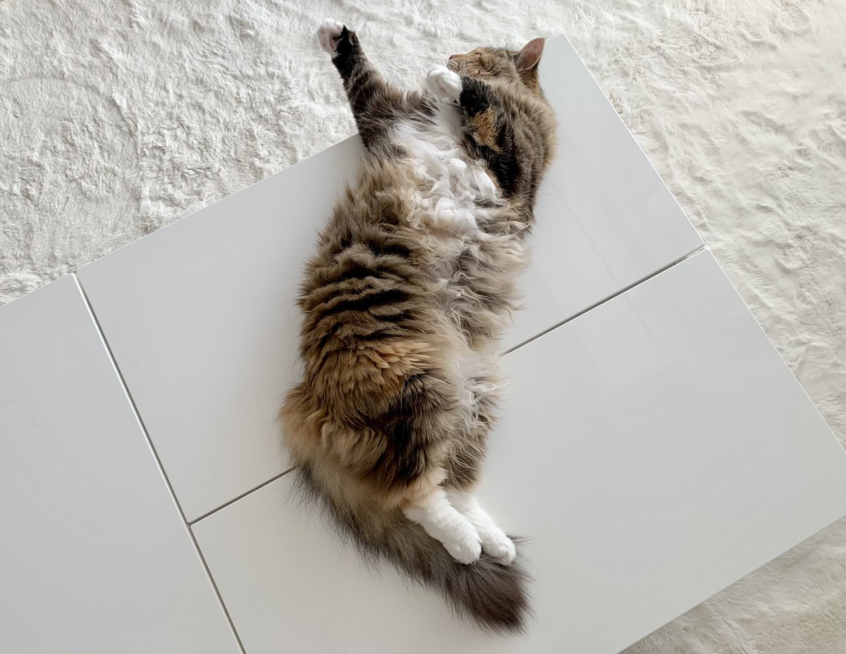 melmo0707's tweet photo. めるちゃんどう見ても絶対
踊ってるよね？💃笑笑
＃猫 ＃ノルウェージャンフォレストキャット ＃猫好きさんと繋がりたい https://t.co/pcTNaX708m