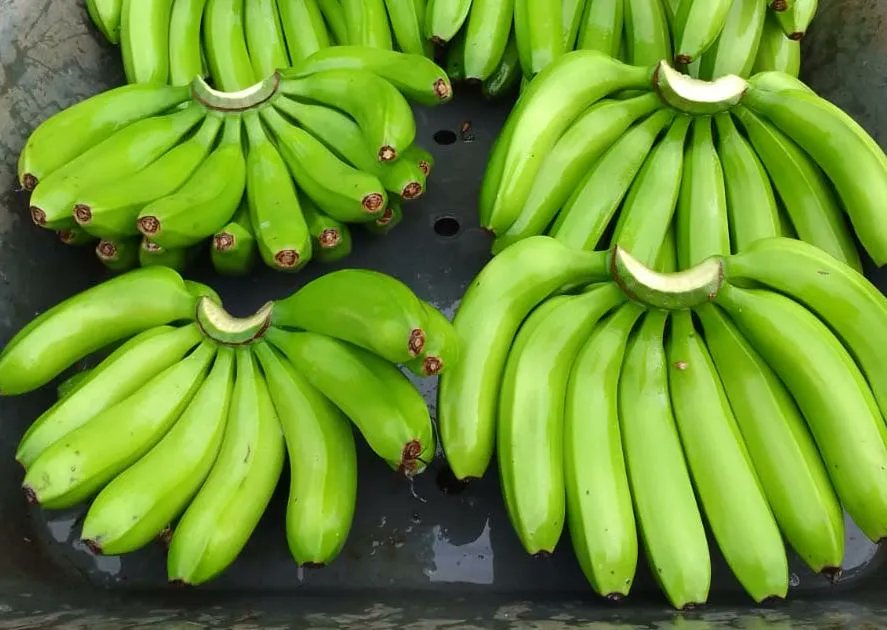 ChettyExports's tweet photo. #ChettyExports brings you export-quality G9 Cavendish Bananas - fresh, delicious, and nutritious! Place your order and taste the difference for yourself. #BANANALOVE#EXPORTQUALITY#FRESHNESS#
Contact:
support@chettyexports.com
+91 99406 99223 https://t.co/pwvjTGc9zb