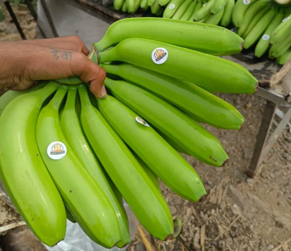 ChettyExports's tweet photo. #ChettyExports brings you export-quality G9 Cavendish Bananas - fresh, delicious, and nutritious! Place your order and taste the difference for yourself. #BANANALOVE#EXPORTQUALITY#FRESHNESS#
Contact:
support@chettyexports.com
+91 99406 99223 https://t.co/pwvjTGc9zb