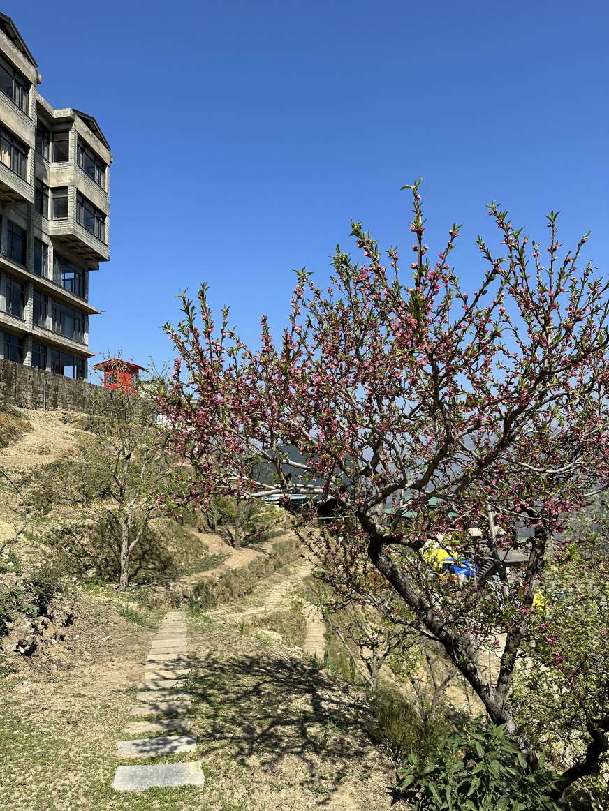 Shimla_Hills's tweet photo. New beginnings are in bloom! ๐ธ
As the flowers blossom, we're hard at work on our exciting new processing plant project. ๐ง
Stay tuned for more updates.
#spring #growth #newproject #processingplant #tomatoprocessing #shimlared #rediscoming #shimlahillsofferings #shimlahills https://t.co/K8ff7gVHNd