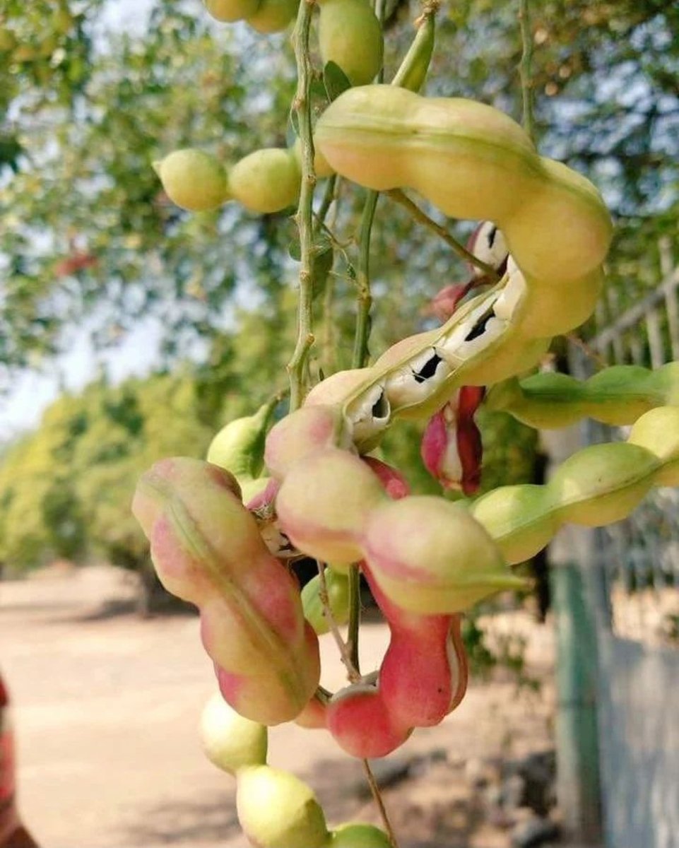 ৯৯% লোক বলতে পারবে না এইটা কি?

পারলে নাম বলুন?