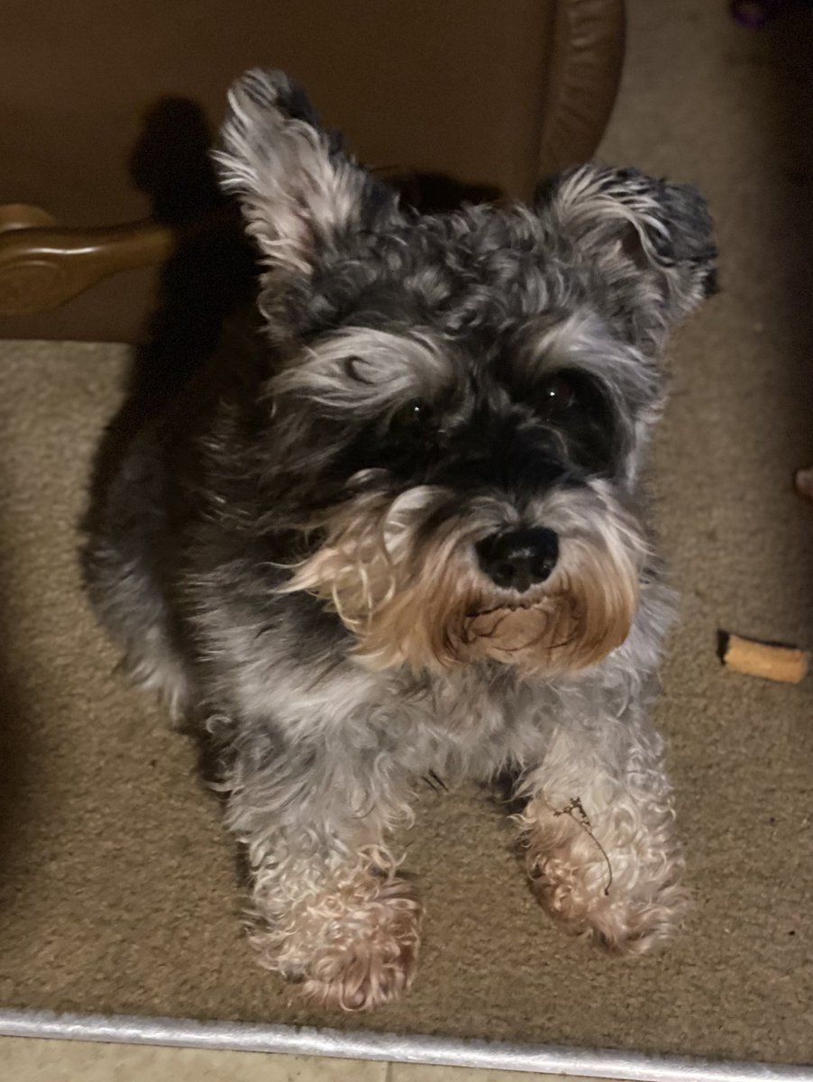 247razz's tweet photo. Tuckers haircut day. Thought I’d take a before and after pic. Here’s the before 🐶 https://t.co/SC9ngW6xtw