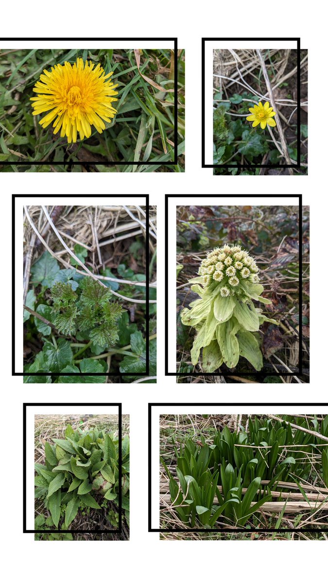 beekeepingkids's tweet photo. Happy weekend everyone! 
Here is our apiary 'wild areas' #sixonsaturday despite the cold, spring has sprung! 

#wildflowerhour @lakesfoundation #Gardenshour #Nwture @cumbriawildlife https://t.co/44d1MPQq6d