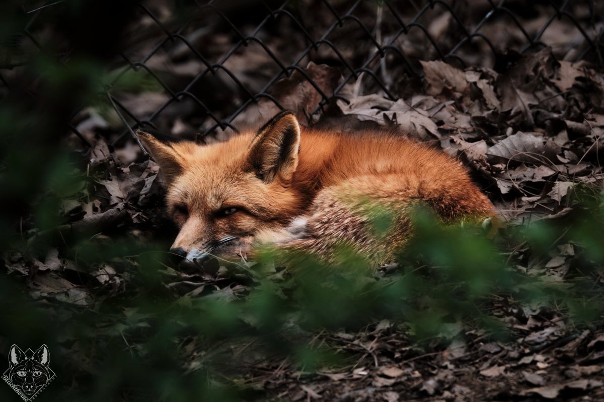 In Plain Sight, WNC Nature Center, Asheville NC

Read More At:
blackthornephoto.com

<a href="/wncnaturecenter/">WNC Nature Center</a> 

#RedFox #fox #WNCNatureCenter #Vulpine #Photography #wildlifephotography #WesternNorthCarolina #BlackthornePhoto #NatureCenter