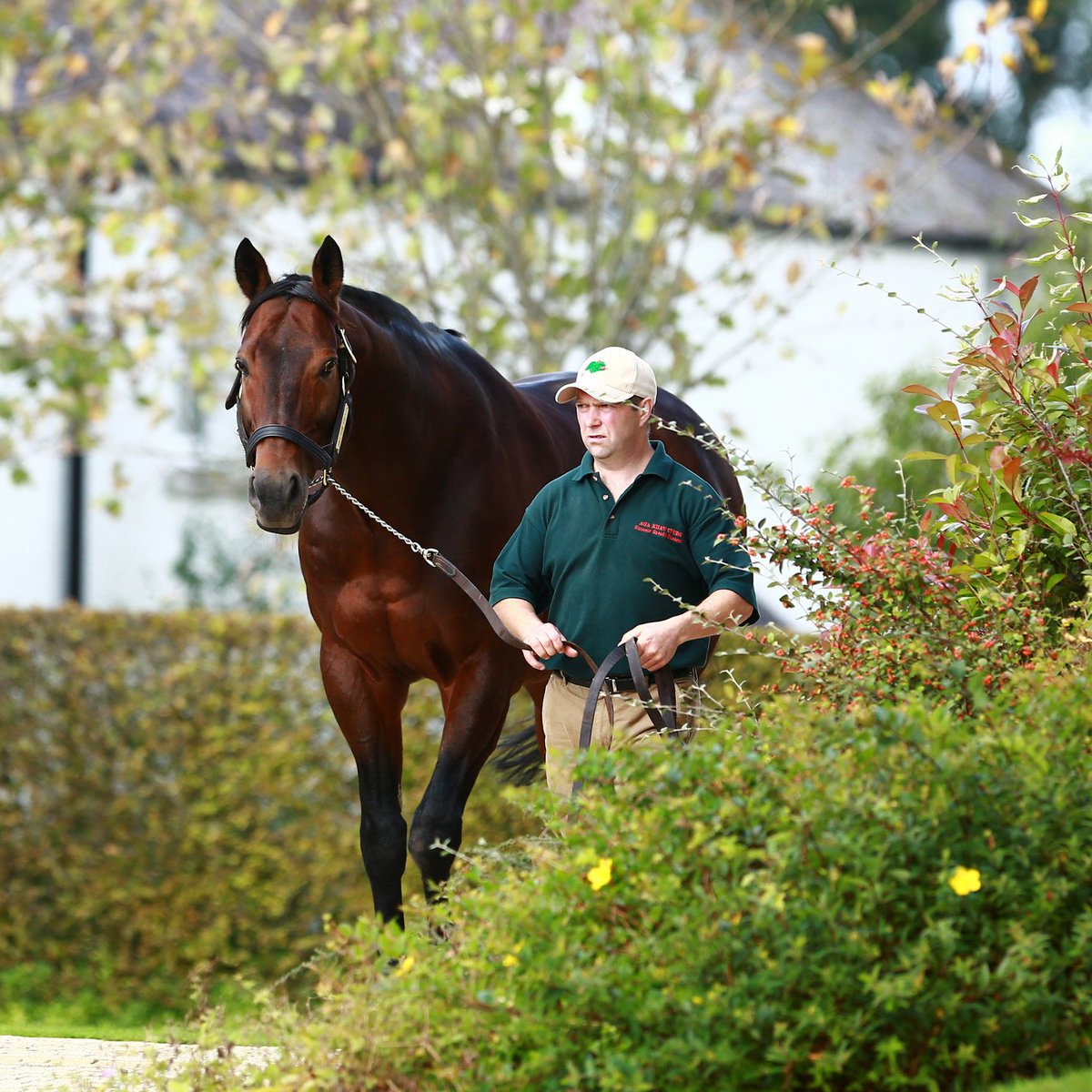 bloodstocknews's tweet photo. 💥 New Group success for the progeny of @AgaKhanStuds' SEA THE STARS (pic)

CEPHEUS takes the Gr.2 Ajax Stakes for trainer @mattydunnracing 

Bred by @biddestonestud, the 6yo is a grad of @InfoArqana selling privately for €70,000 🌟 https://t.co/TpL5ZBMkyN