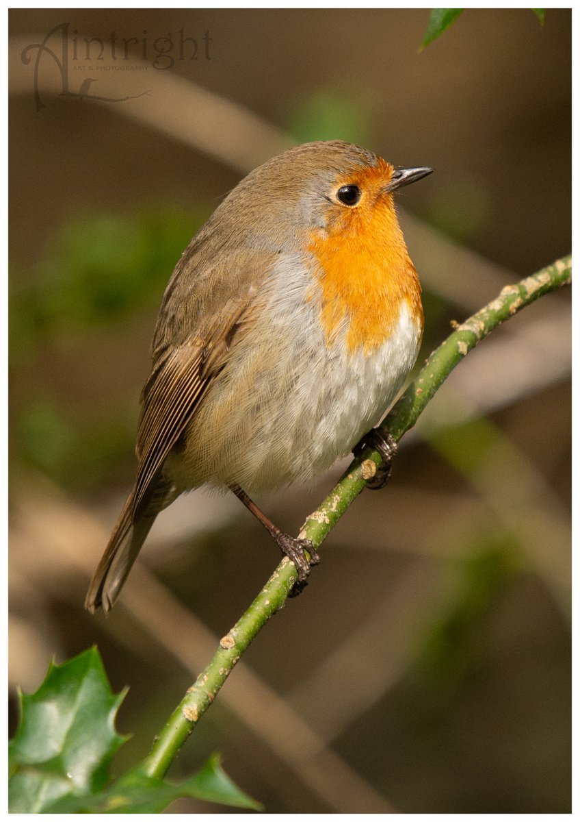 Robin #TwitterNatureCommunity #wildlifephotography #wildlifephotography 
@Natures_Voice