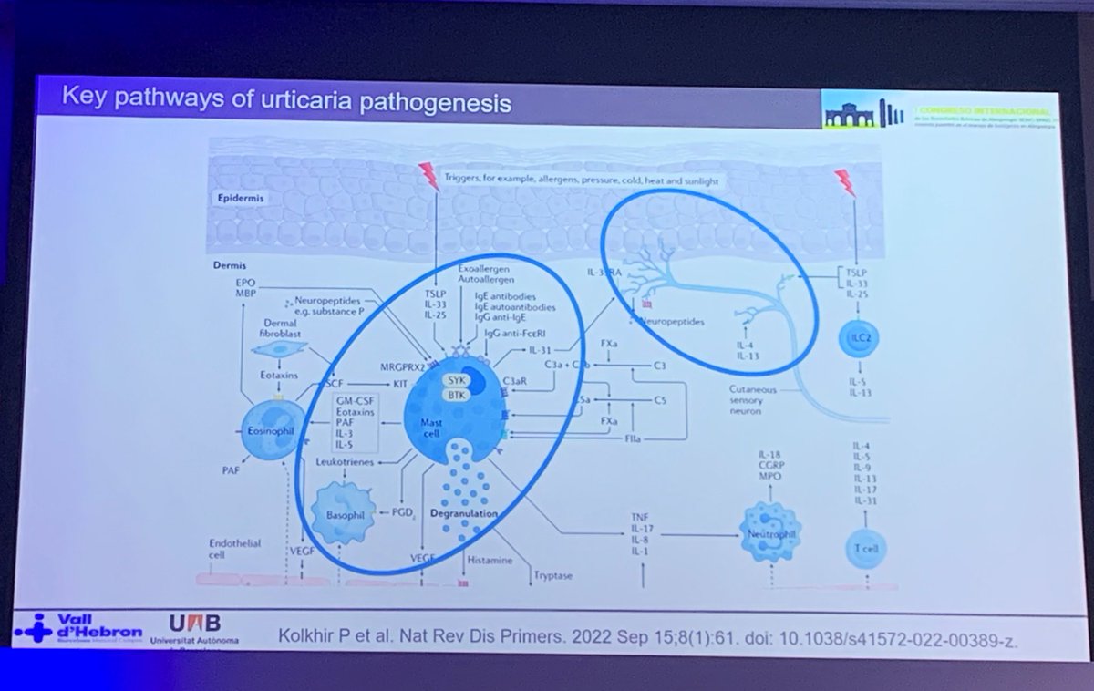 #iberico23 <a href="/CAJMIR_SEAIC/">CAJMIR</a> <a href="/SEAIC_Alergia/">SEAIC</a> <a href="/SPAIC18/">SPAIC</a>