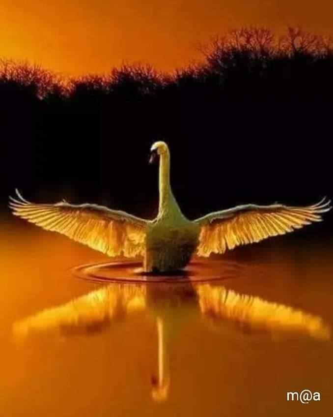 ruben_corella's tweet image. #FelizSabado #spreadyourwings #abretusalas #Greatmoments #lake #loch #nature #animals #anywhere #anyway #sentir #feelings #ifeelyoung #whitefeathers #SaturdayMotivation #takeaway