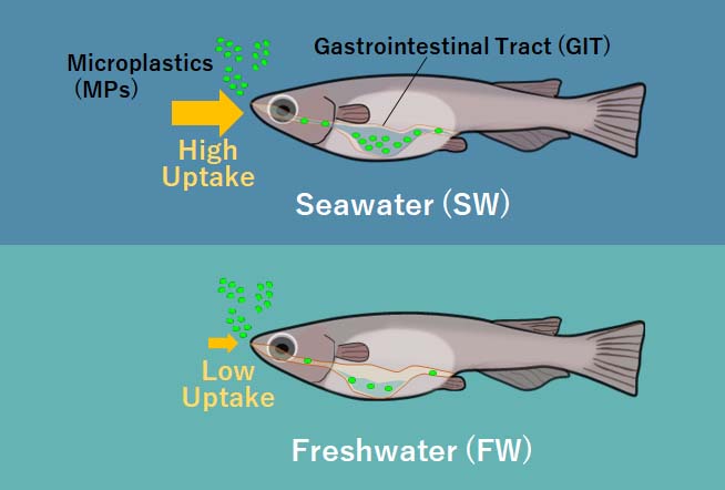 hiru_dayo's tweet photo. My first paper was finally published 🎉

A simple idea about #microplastics ingestion by fish from the physiological perspective 🐟

Get full access to article (english) here ⬇️
https://t.co/Yi1s5kx0jz

日本語の概要はこちら⬇️
https://t.co/yUxg4SF26h https://t.co/cchMY7grhx