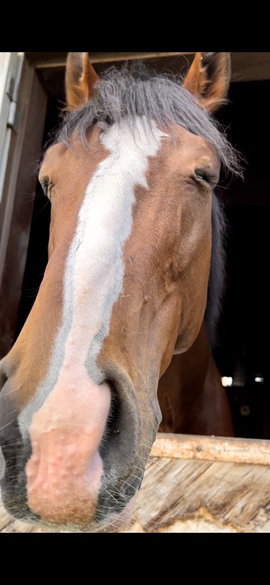 おぉー‼️キタパクや😳😳😳
お元気そうで何より✨乗馬になって、
脚元も問題ないのかな？？

てか、１枚目の表情よ🤣🤣🤣

#キタノインパクト 