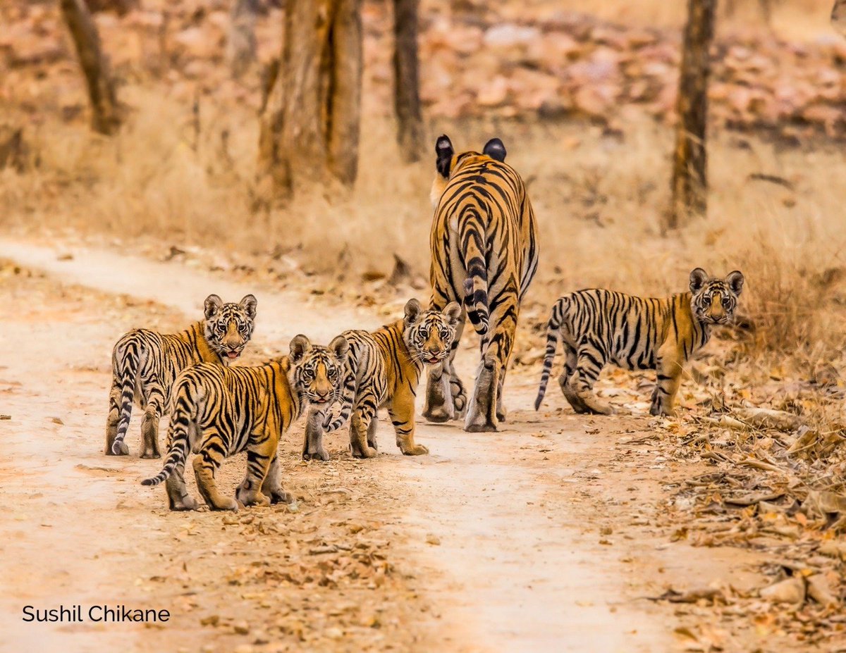 mp-mygov-on-twitter-young-cubs-are-out-for-a-walk-with-their-mother