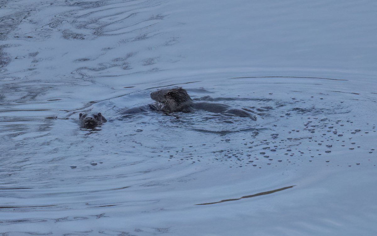 Two otters in the Clyde at Mauldslie Estate this morning! Two of three that were splashing about!

#nature #riverclyde #lanarkshire #scotland #uk #unitedkingdom