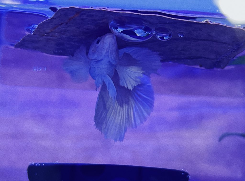mao_dew's tweet photo. マジックリーフ新しくしたら空気が入っちゃってずっと見つめるガウラ🌸
今は横からだけどさっきは真下から縦になって見つめてた…人間をチラチラ見ながら考え込むような素振り可愛いね🤭 https://t.co/qSaJDaAnlc