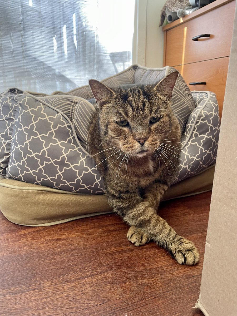 oldtownmanorkw's tweet photo. It's not so easy to get out of bed when there are three stacked on top of one another. You got this, Doc! πΈ
.
.
#oldtownmanor #keywest #flkeys #lovefl #petfriendly #bedandbreakfast #rescuecat #catsofkeywest #fkspca #rescuekitty #fatcat https://t.co/iRR2oTZv2m