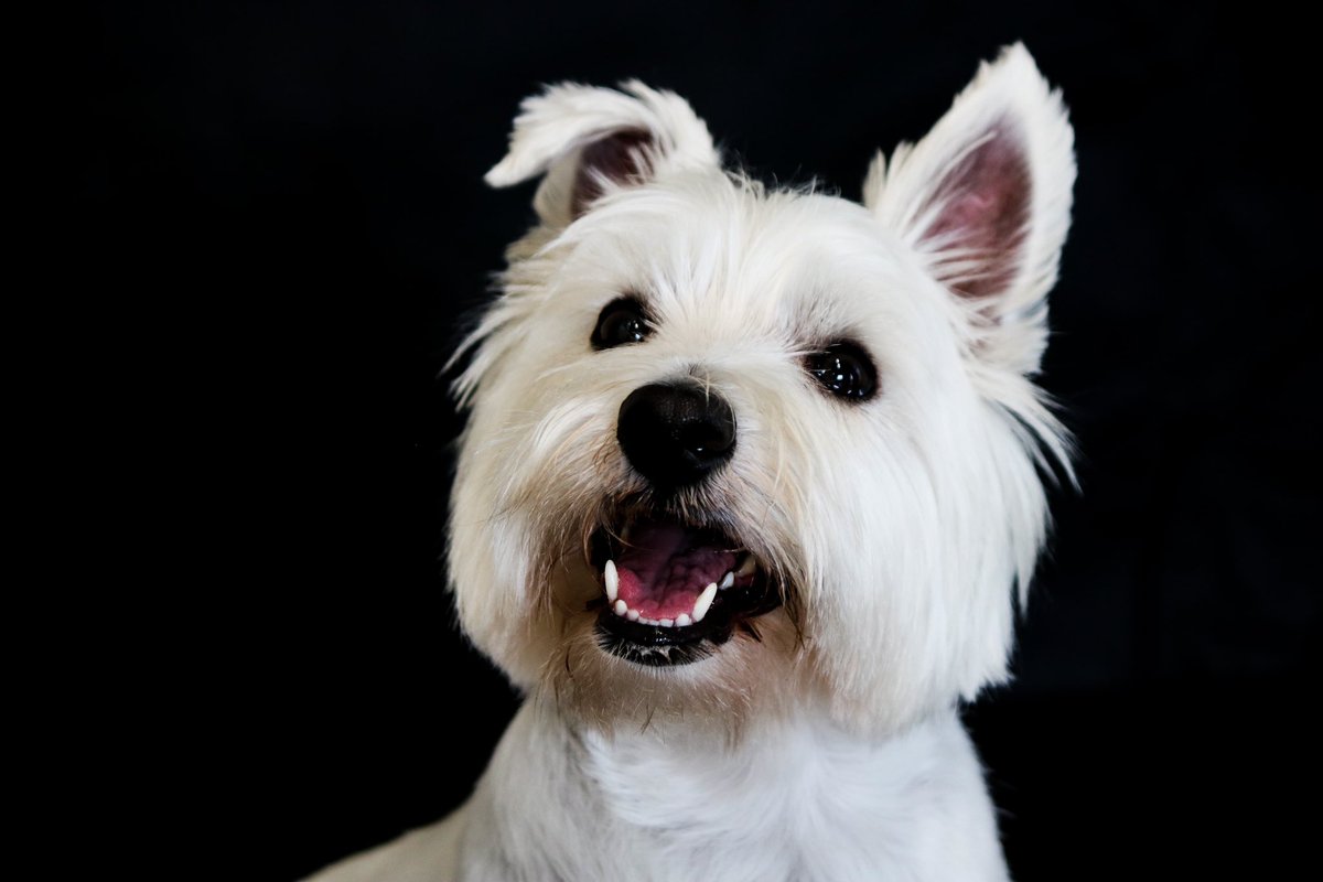Beckyy_Thomas's tweet photo. @PetRebellion West Highland Terrier for me 😍 Meet Lilly the Westie 🐾 https://t.co/BkH3oF7jrj