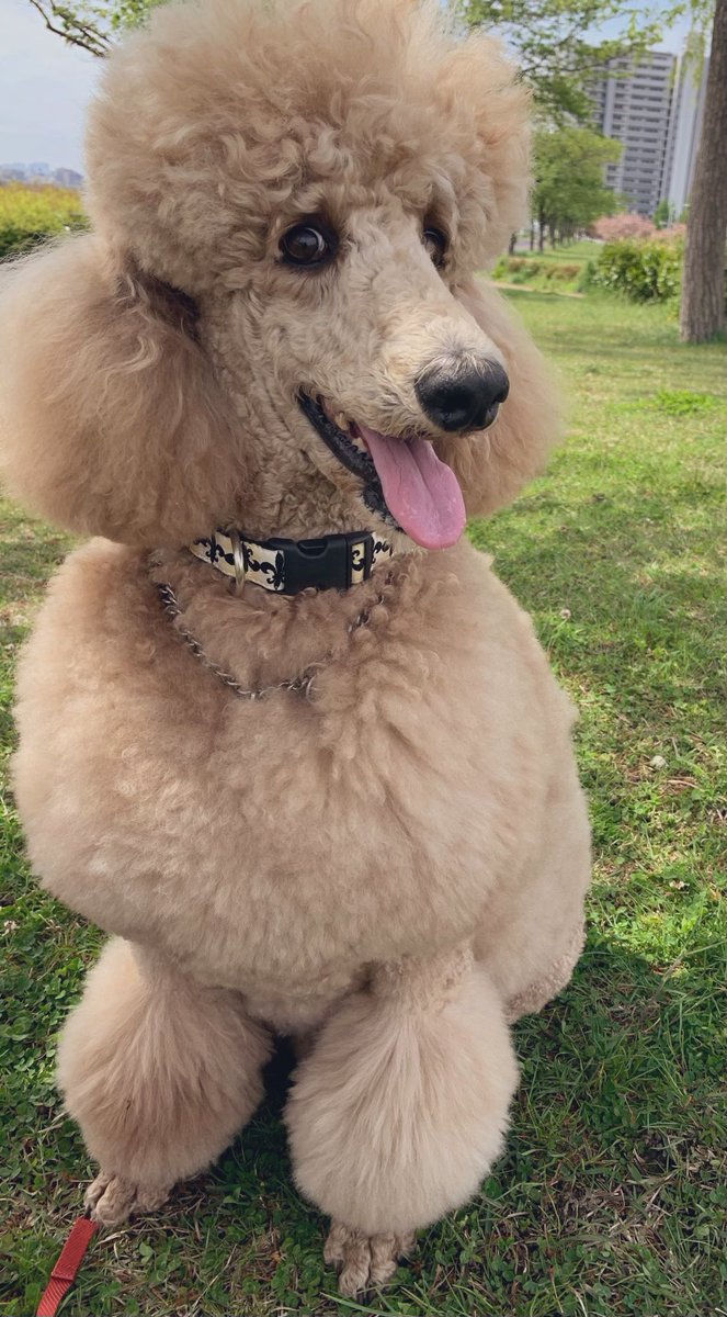 momonga_luna's tweet photo. 3/11チュピート🐩6歳のお誕生日おめでとう🎂🎉🎂

この日を迎えられないかもしれない日々を乗り越えて元気いっぱいの今日この頃🙌🏽😄

やっぱり3月11日生まれの貴方は強い子💪💖
これからも治療頑張ろうね💪

またいつかこんなモッフモフカットにしましょ🥰🥰

#スタンダードプードル https://t.co/pWlINdcTLh
