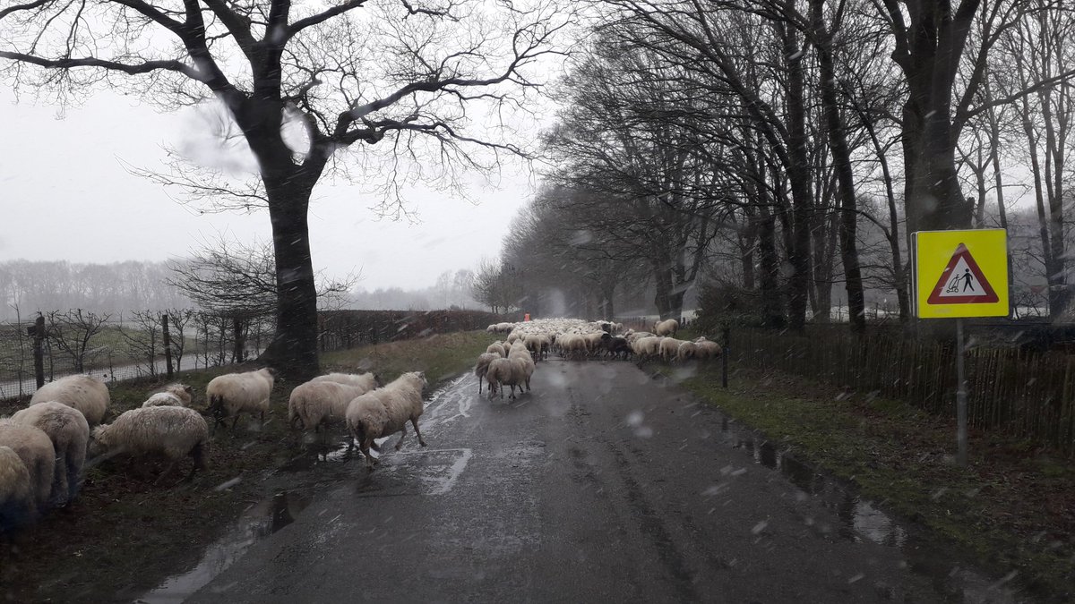 BartWillers's tweet photo. Vandaag 3e etappe @4dgld met schaapskudde @Op_Dreef_ van Groesbeek naar Arnhem: start bij Waldboeren Postweg @bergendalgem, over Waalkade en Snelbinder @gem_Nijmegen, finish op Sportpark Ressen @LingewaardGem. @thedmaas @ViaNatura @gemeentearnhem aanhaken kan: bel mij 06-13021003 https://t.co/v4Bi0iI0cY