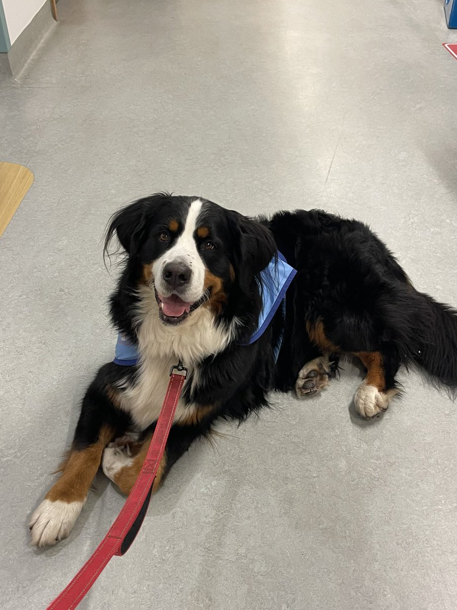 Amber James (@growinginthenhs) on Twitter photo An unexpected visit from Daisy on CICU to see my patient, created a first moment memory with a doggie! Daisy.. you bring so much light to some difficult days ๐ถ๐ผ <a href="/GreatOrmondSt/">Great Ormond Street Hospital for Children</a> <a href="/GOSHCharity/">Great Ormond Street Hospital Charity</a> An unexpected visit from Daisy on CICU to see my patient, created a first moment memory with a doggie! Daisy.. you bring so much light to some difficult days ๐ถ๐ผ <a href="/GreatOrmondSt/">Great Ormond Street Hospital for Children</a> <a href="/GOSHCharity/">Great Ormond Street Hospital Charity</a>