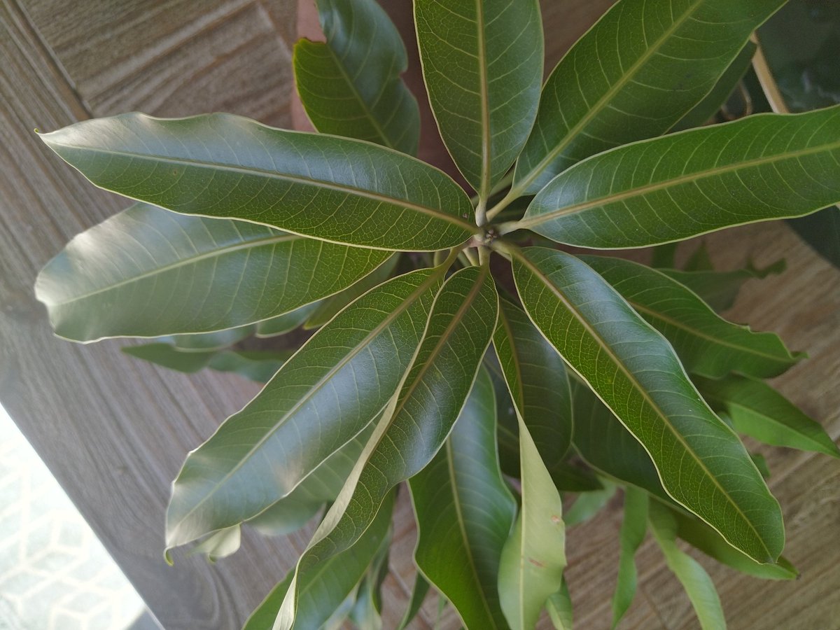 MANGO LEAVES🌿

Mango leaves have anti-bacterial properties, which increase your immunity. These leaves have many medicinal properties. It contains vitamin C, B and A. It helps in removing many health-related problems...