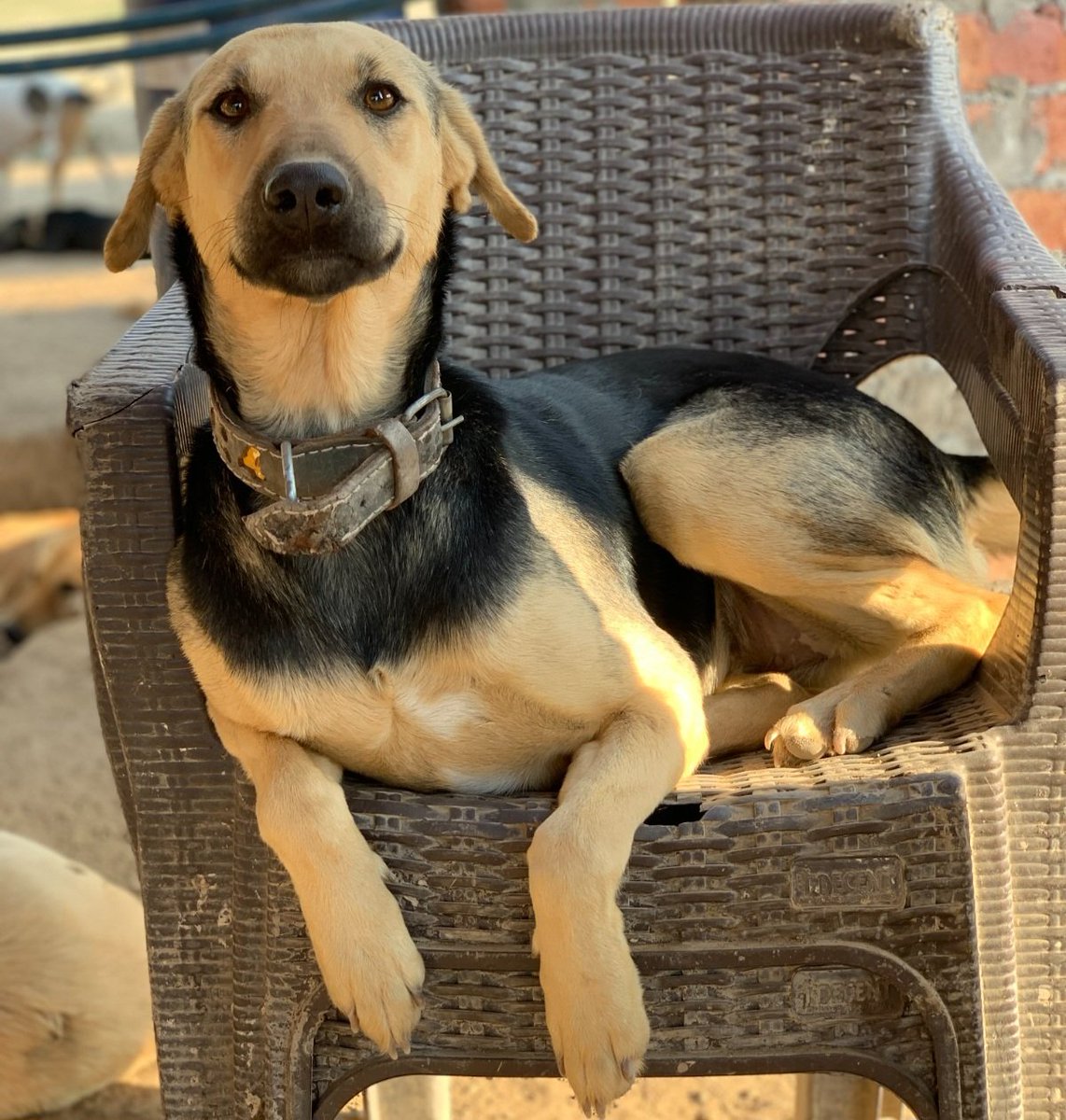 'Good afternoon from our sanctuary manager! 🌞 Meet Molly, the lovable dog who always chooses chairs over dog beds in our sanctuary. Come by and see her in action! 🐾🪑 #dogsoftwitter #sanctuarylife #MollytheChairDog'