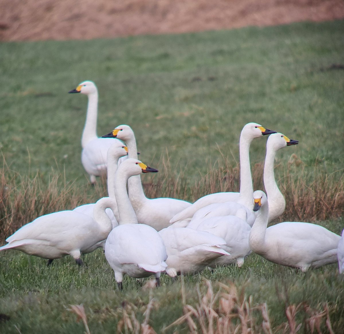 KaneBrides's tweet photo. In a snowy Hamburg, home time after a great meeting of the Bewick's Swan Expert Group. Thanks, @JuttaLeyrer, @LisaVergin1995, @FMohrwinkel, Tony the 🐶 &amp; Team for hosting a great workshop &amp; of course to @EileenRees too! https://t.co/SI4VgFmSqt