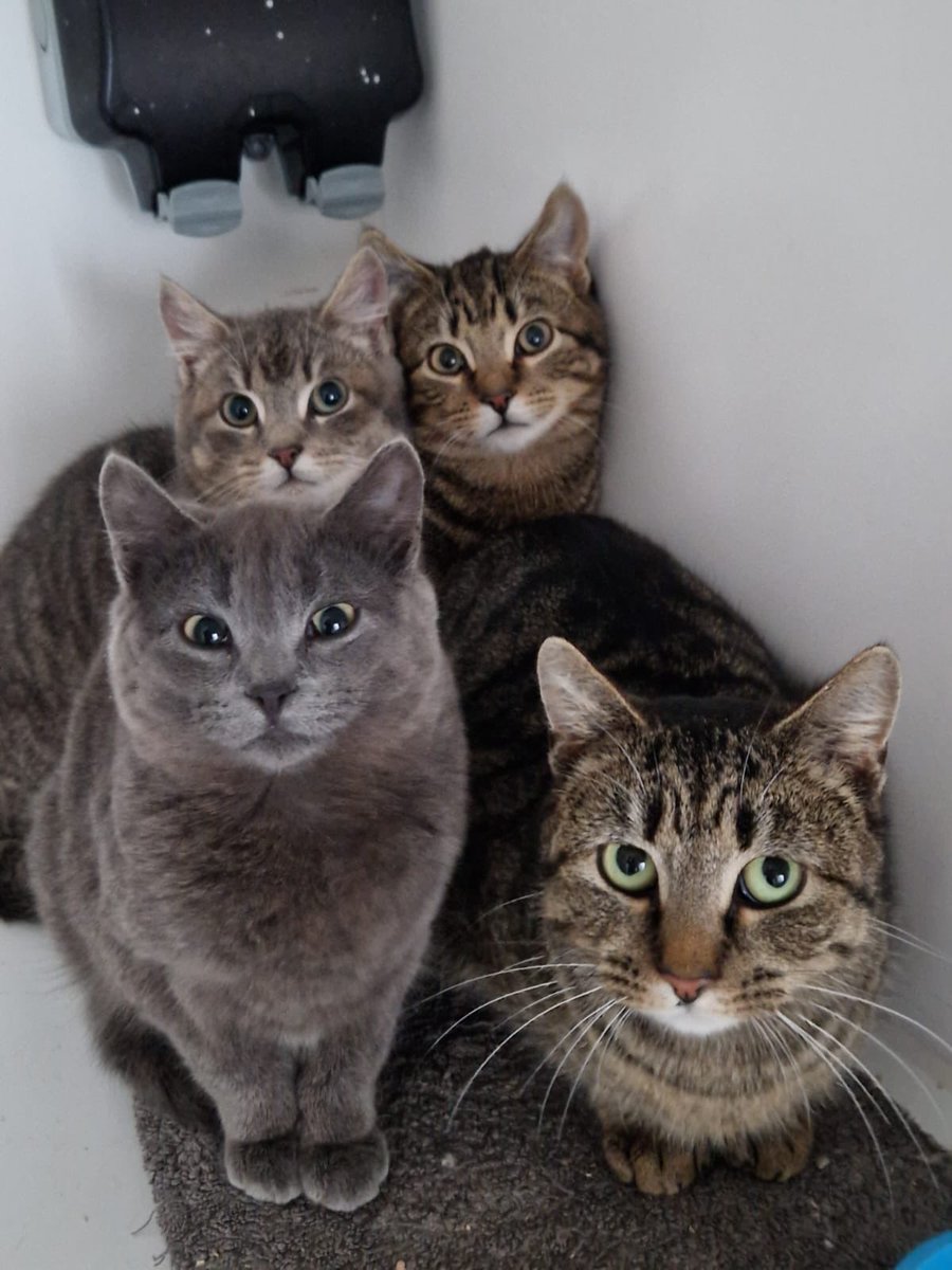 ColnevalleyCP's tweet image. What a beautiful family . Dad is tabby front right and these are his babies that now let foster mum feed them chicken #cats #catsprotection