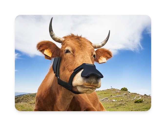 WTF?? ‘Smart’ Masks for Cows? Gates Invests $4.7 Million in Data-Collecting Faceware for Livestock Fq7iq1-WIAM0bFH?format=jpg&name=small