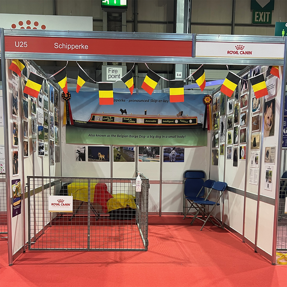 Carat, Blue and Florence will be representing the Schipperke breed at Discover Dogs tomorrow whilst the breed is being judged first in the ring in Hall 1 ring 5 at #Crufts.